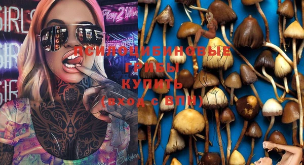 apvp Алзамай